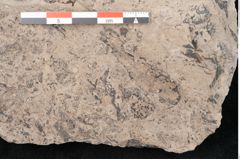 Foto (Detailansicht) von Araucaria haastii Ettingshausen (NHMW-GEO-2024-0188-10108)